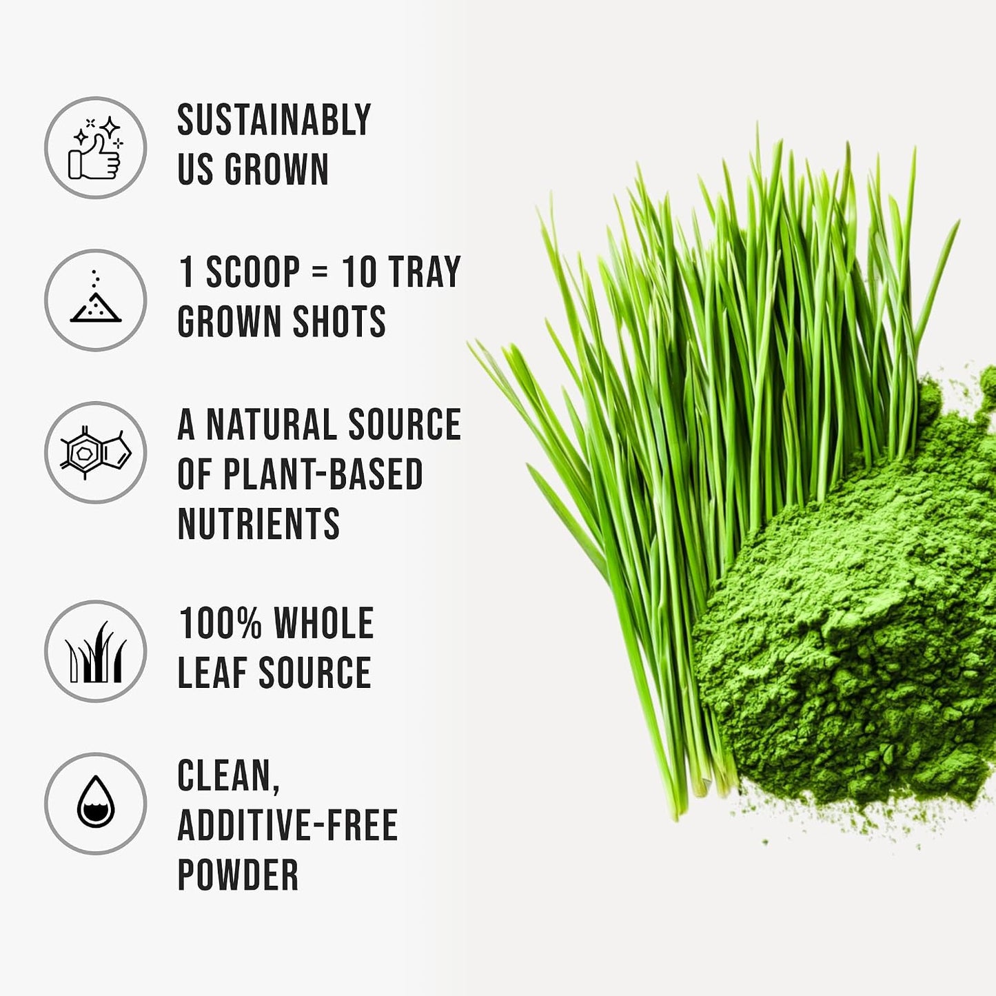 WHYZ Organic Wheat Grass Powder, 300g