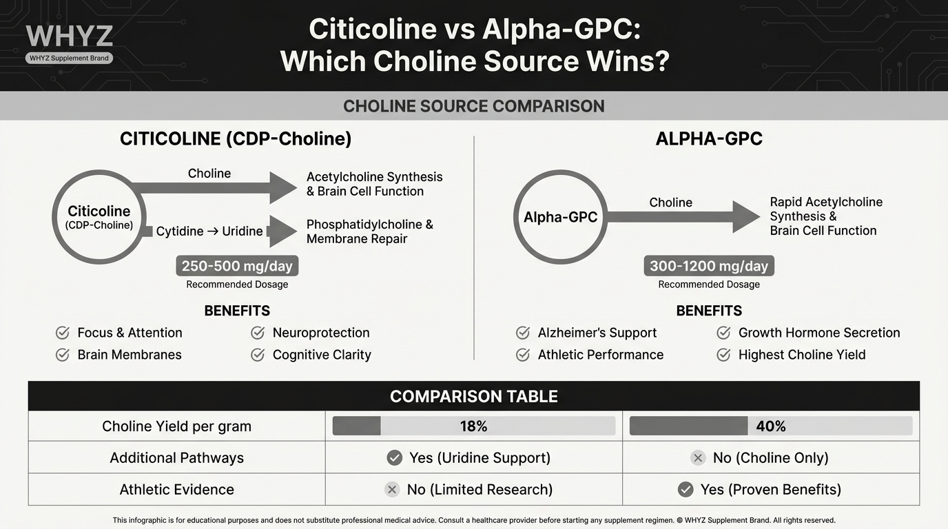Citicoline vs Alpha GPC comparison infographic showing mechanism differences, clinical evidence, dosing, and use case recommendations