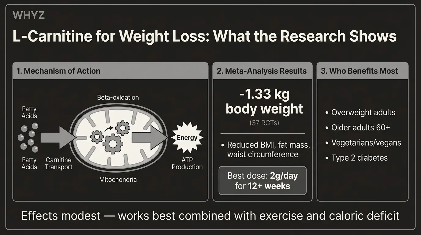 L-carnitine for weight loss infographic showing mechanism of fatty acid transport, meta-analysis results, dosing protocols, and evidence grades