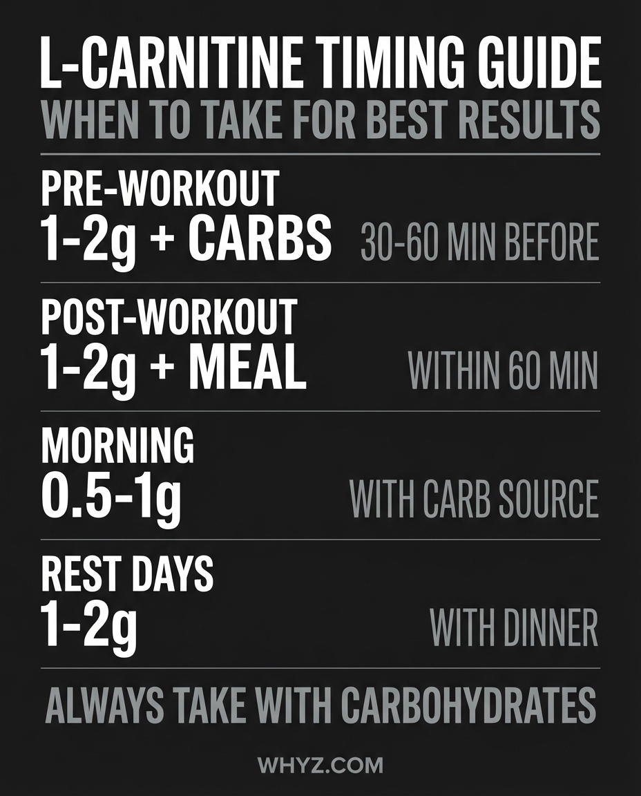 L-Carnitine timing windows infographic