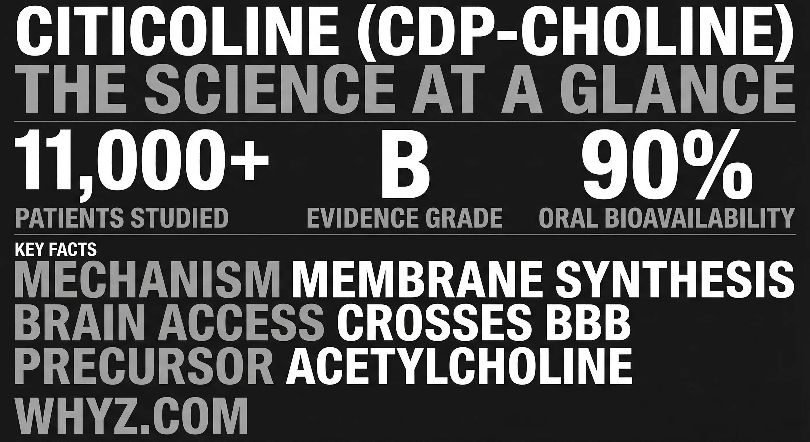 Citicoline mechanism of action: oral absorption, cytidine-to-uridine conversion, blood-brain barrier crossing, phosphatidylcholine synthesis, acetylcholine production