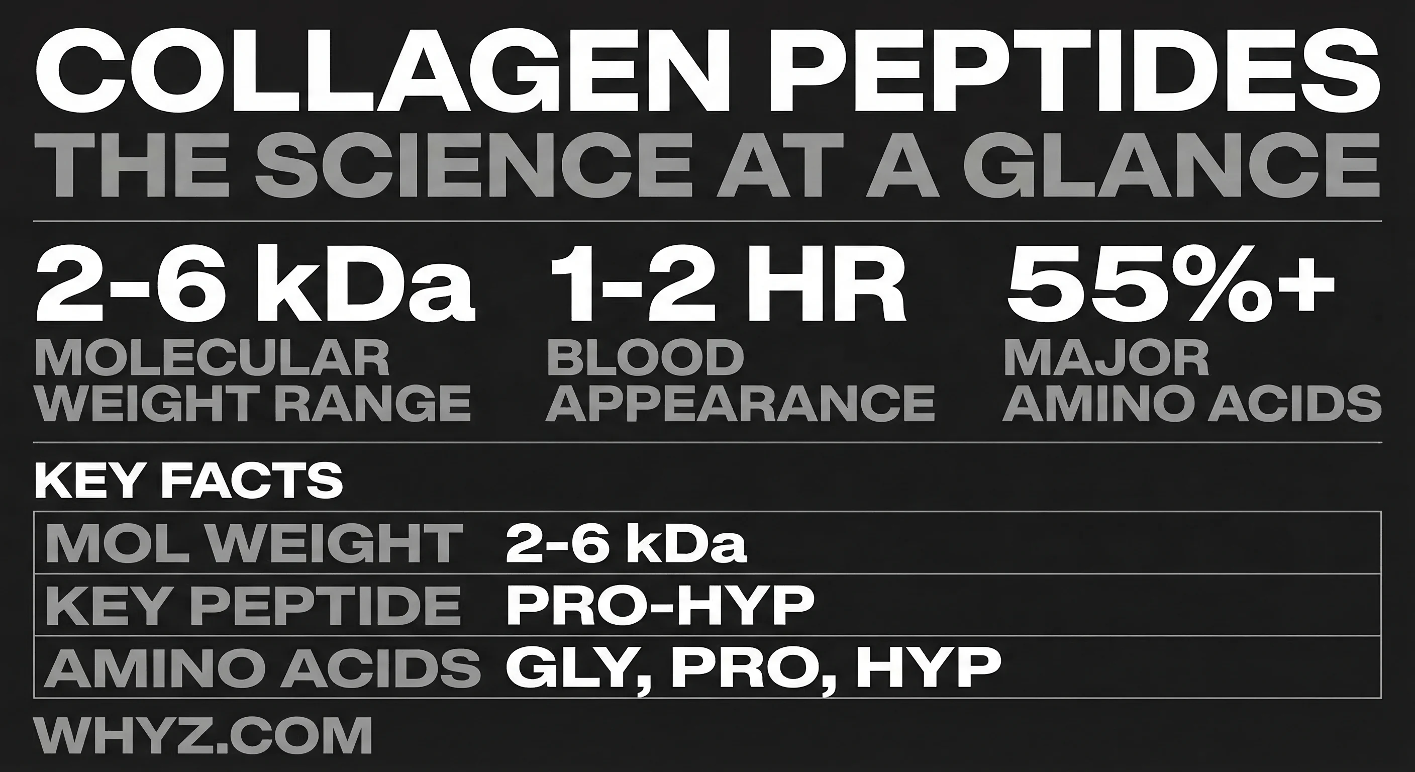 How collagen peptides work — amino acid provision, bioactive peptides, Pro-Hyp absorption, fibroblast signaling