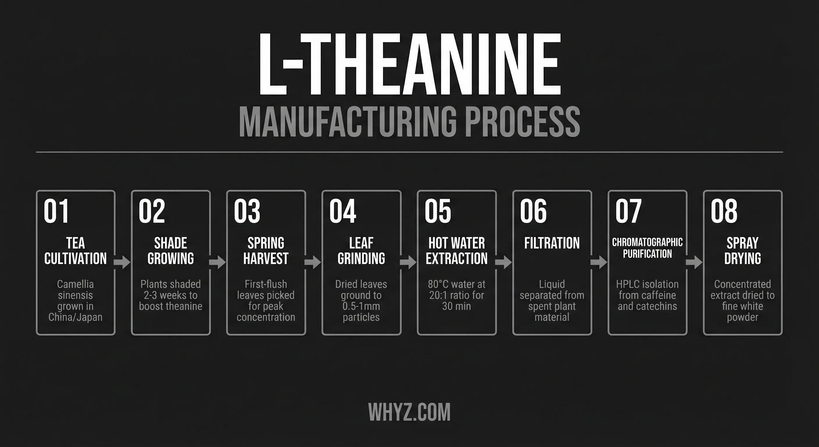 L-Theanine manufacturing process — green tea extraction, enzymatic synthesis, Suntheanine production