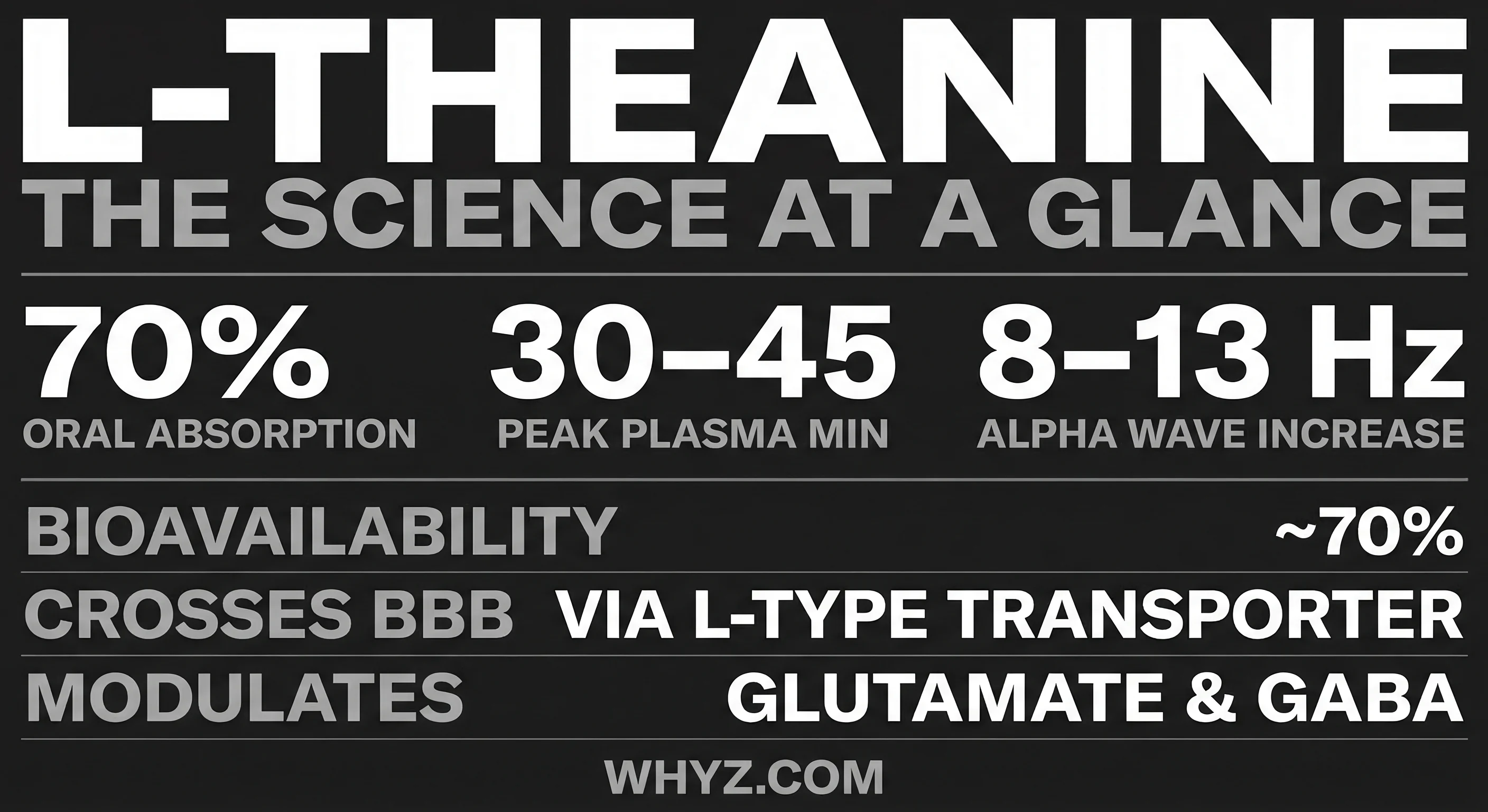 L-Theanine science — glutamate receptor binding, GABA, alpha brain waves, blood-brain barrier crossing